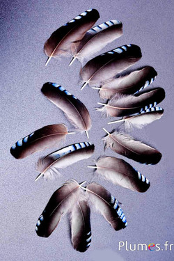 Geai des chênes 2ème choix - 3-5 cm - bleu naturel